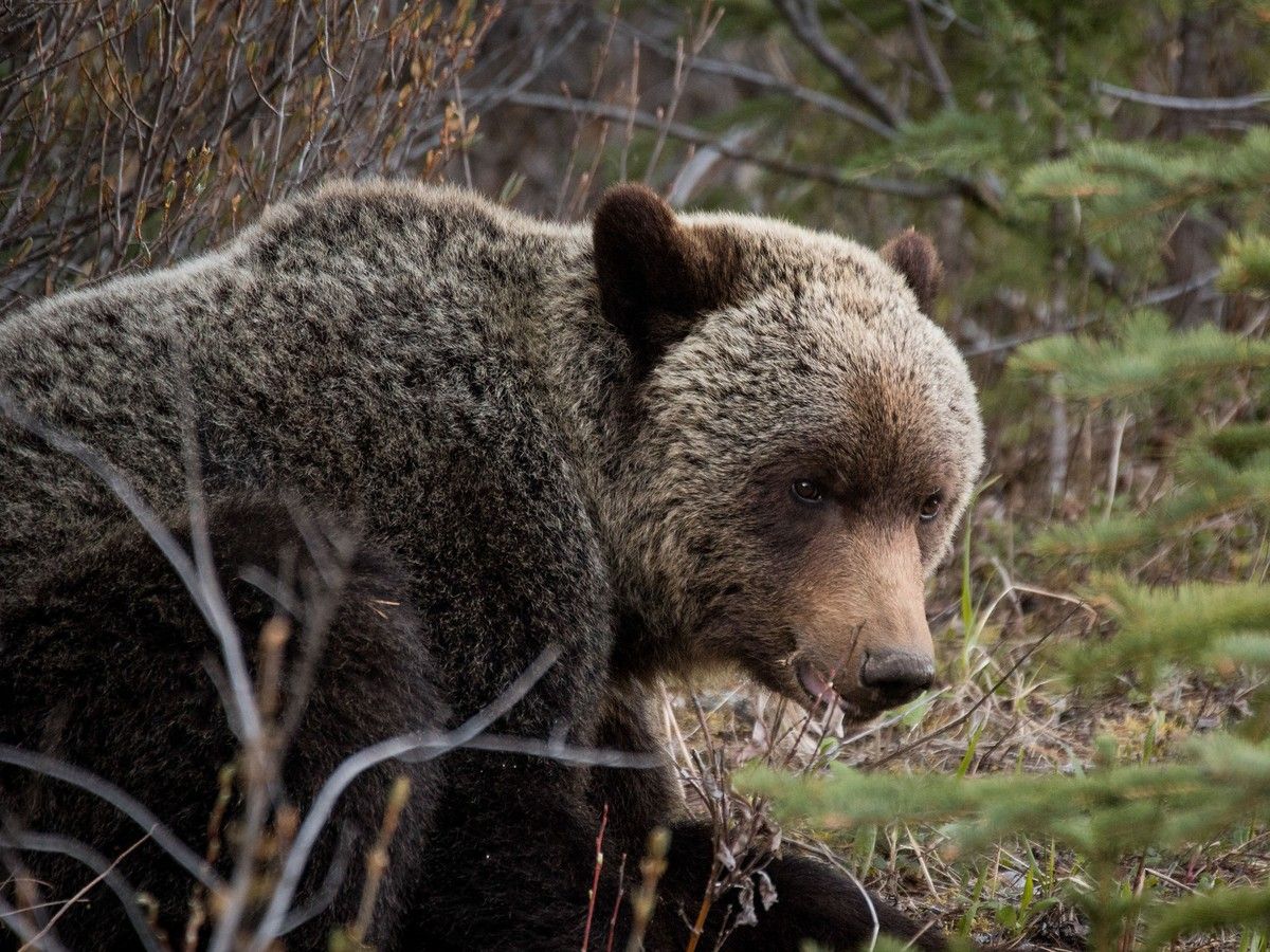Grizzly in Peter Lougheed Provincial Park