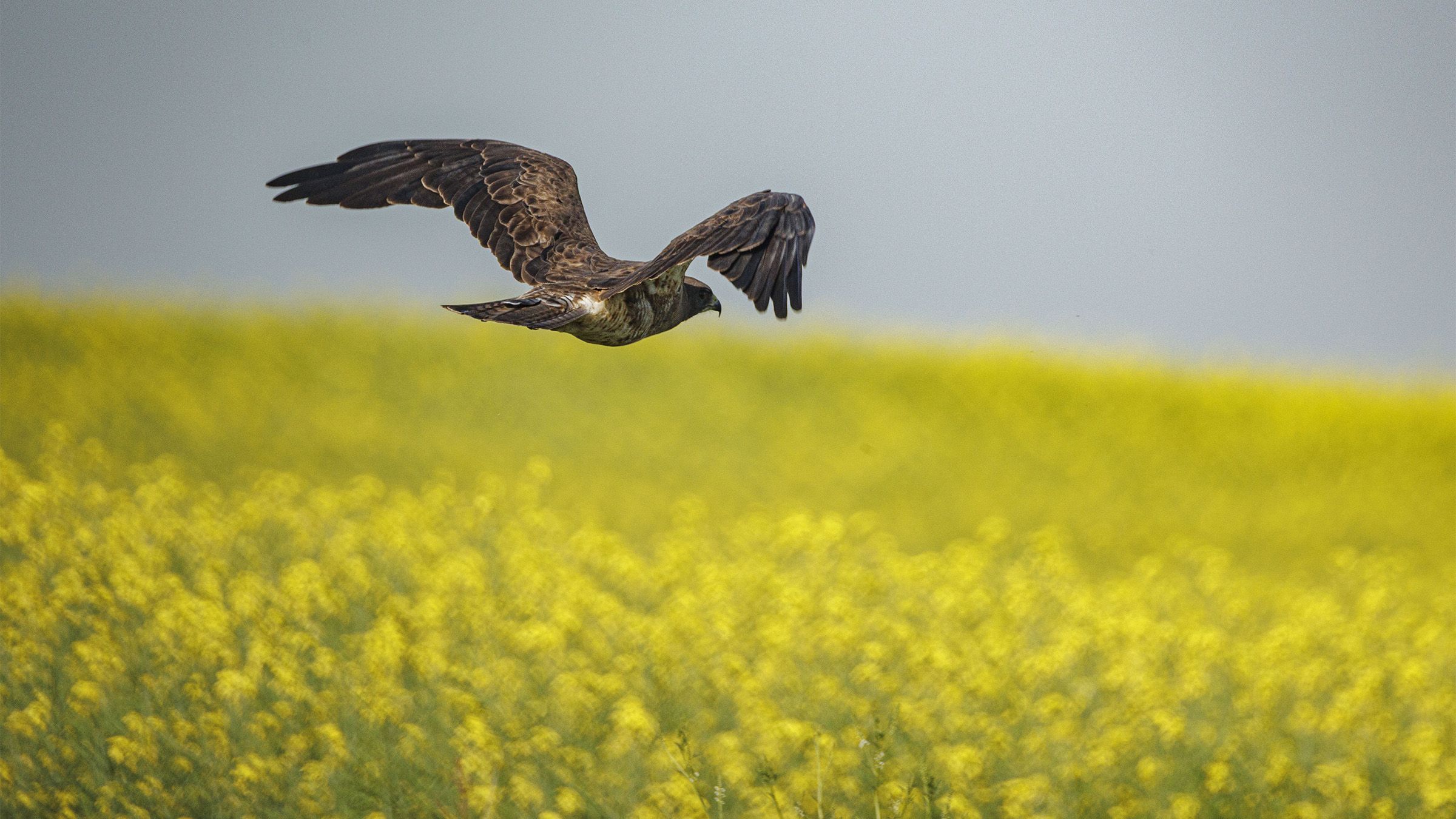On the Road: Bright and beautiful canola