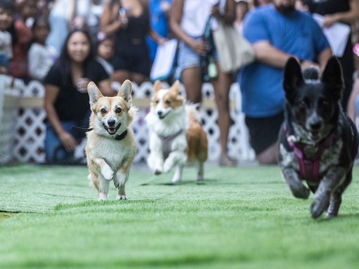 Check out what Postmedia Calgary photographers saw in and around the city this weekend, from Day of the Dog to Calgary Folk Music Festival.