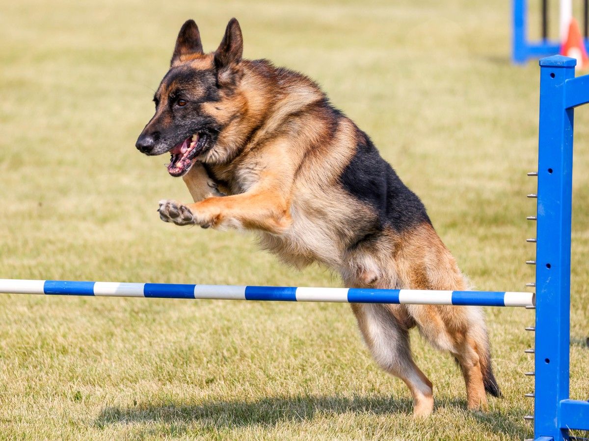 Alberta Kennel Club Summer Classic