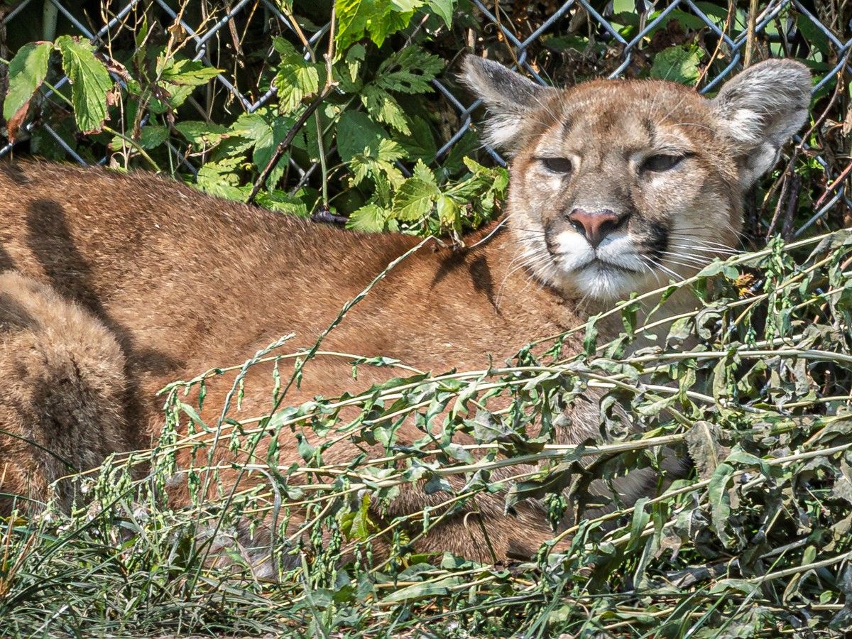 Residents on edge as cougar sightings in Rocky Ridge continue