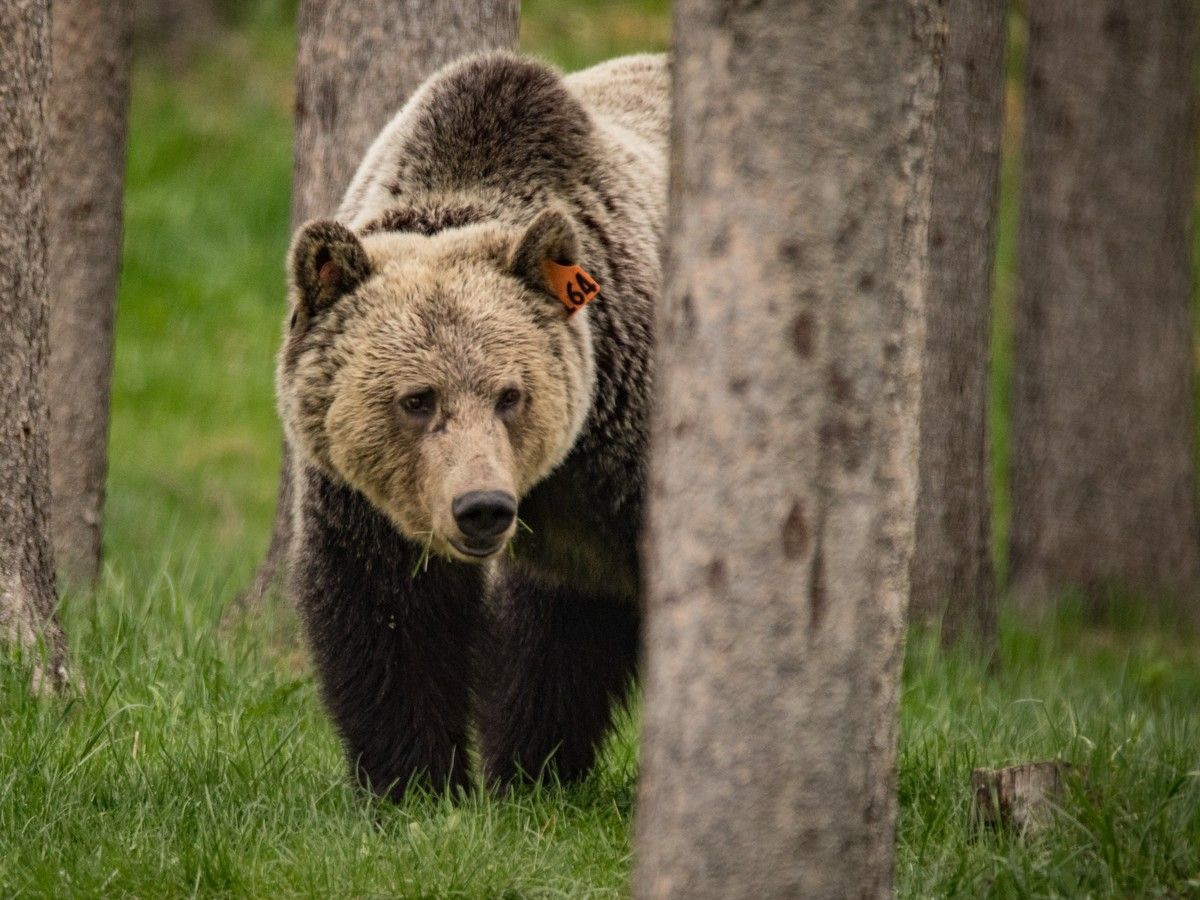 A count of Alberta's grizzly bears experts say is long overdue is now being launched, the provincial government says.