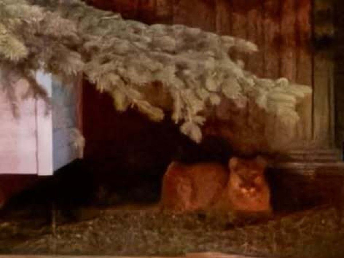 Cougar seen carousing in northwest neighbourhood