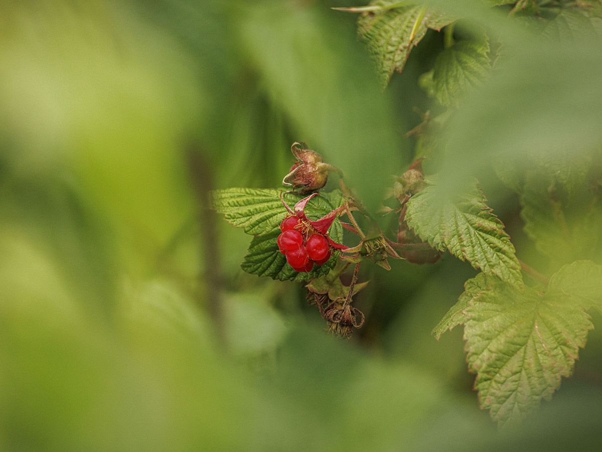 raspberries