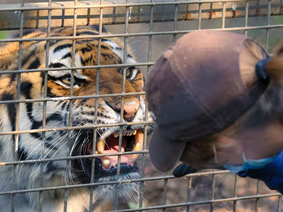 Tiger