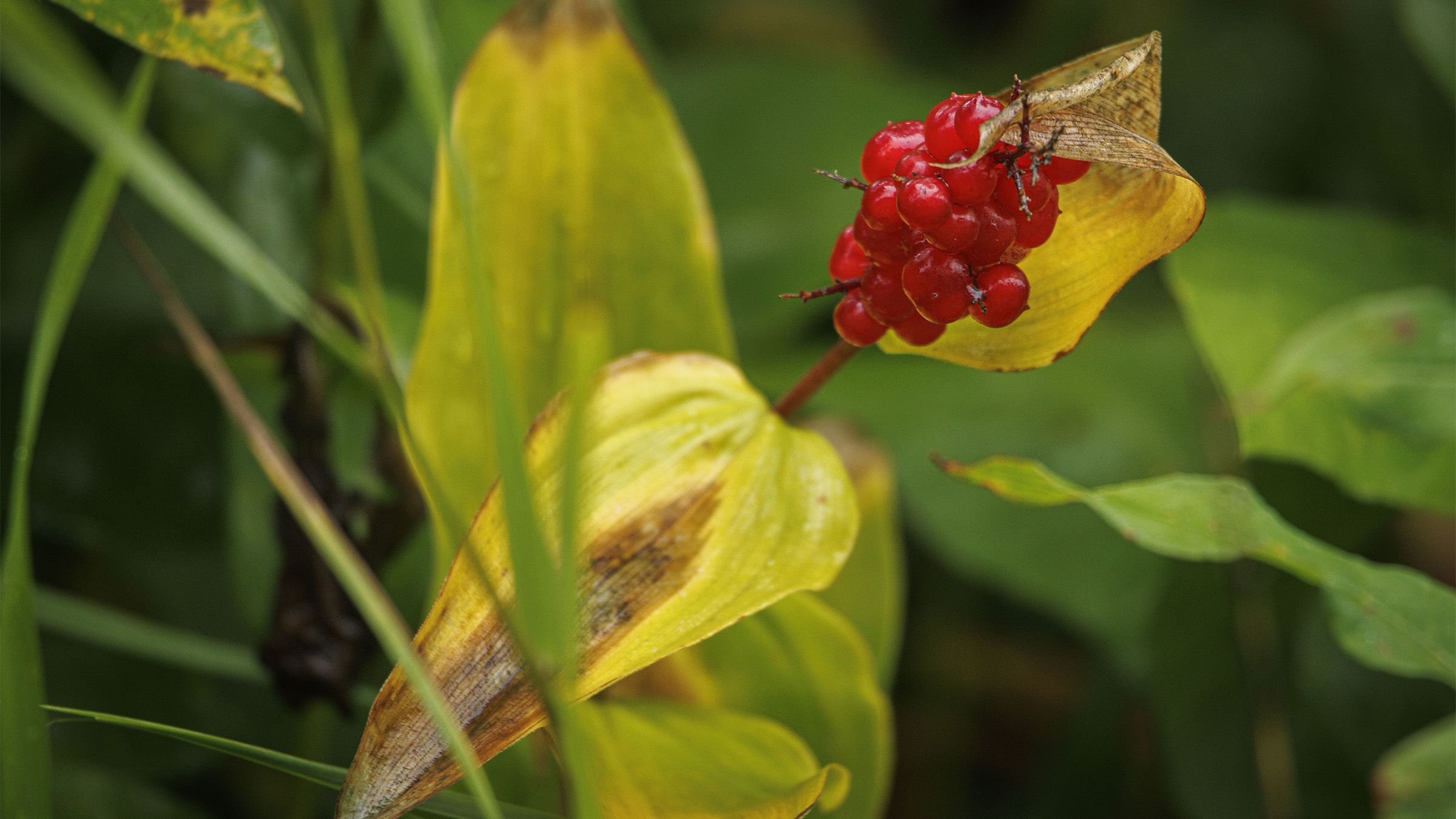 On the Road: The colours of small fall