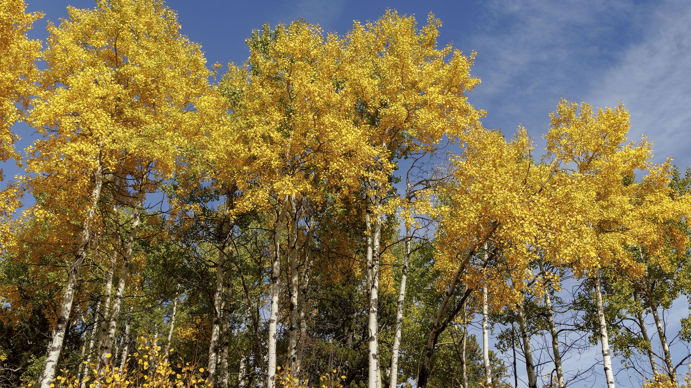 Bright aspens against a blue sky from a ridge above Threepoint Creek west of Millarville, Ab., on Tuesday, Sept. 22, 2026.