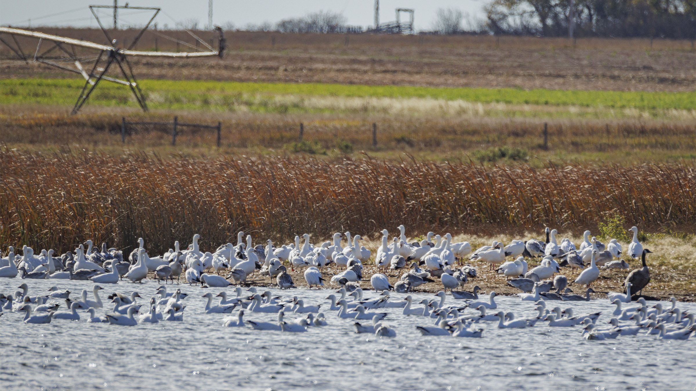 Snow geese near Bassano, Ab., on Tuesday, Oct. 13, 2026.