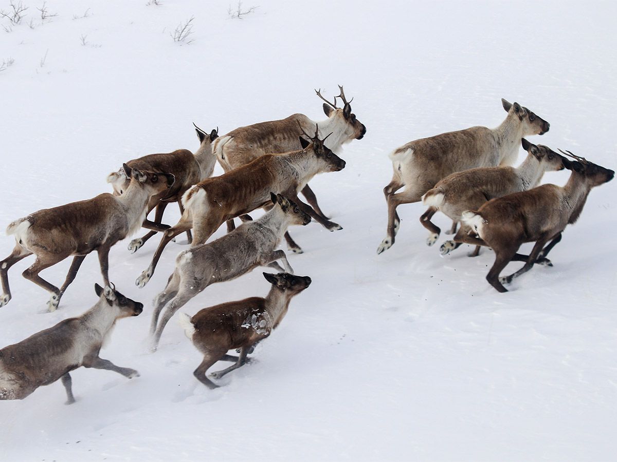 Caribou in B.C.