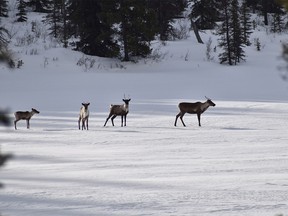 Caribou in B.C.