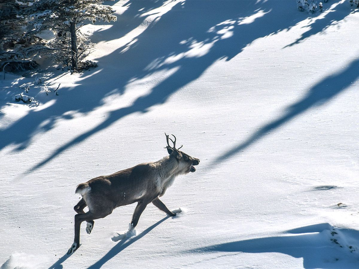 Caribou in B.C.
