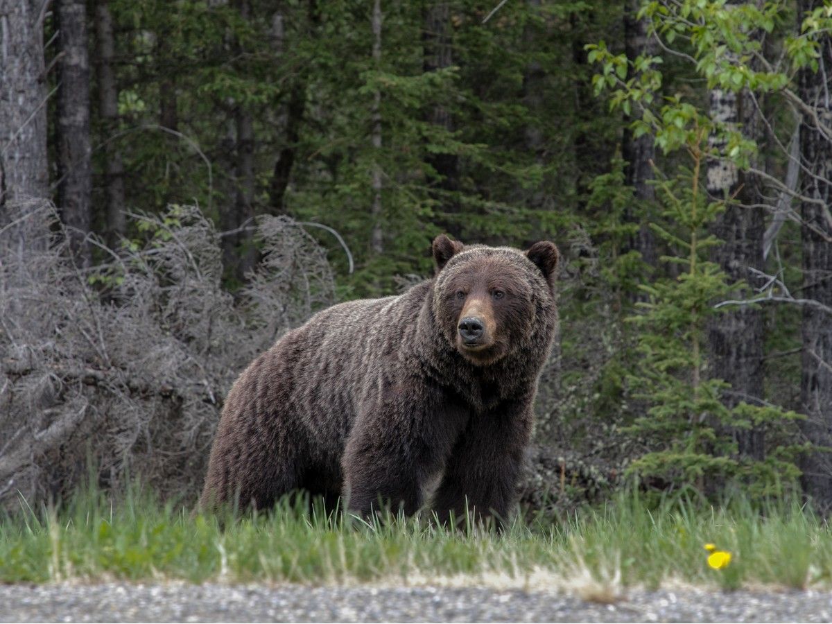 grizzly