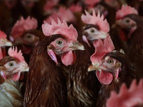 avian flu prevention
