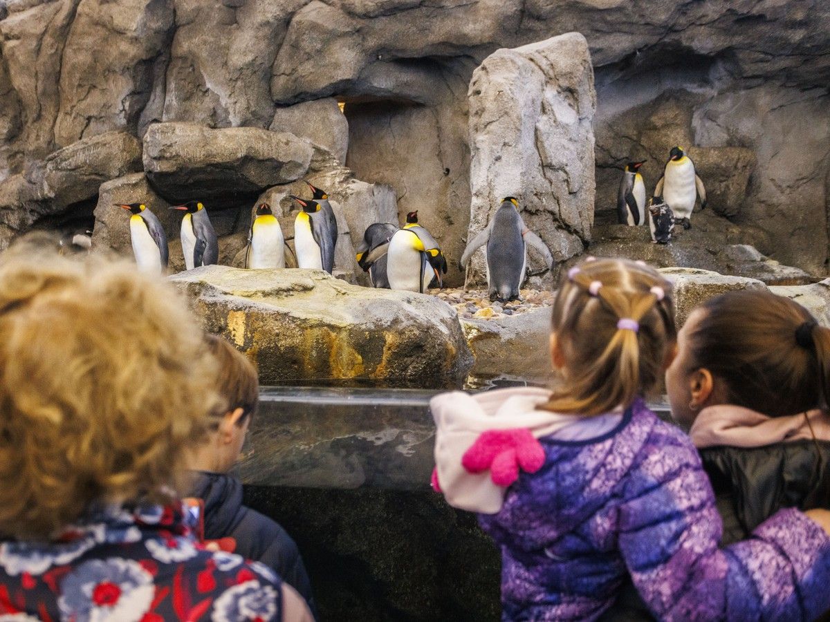 Calgary zoo avian flu prevention