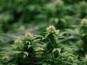 Growing flowers of cannabis intended for the medical marijuana market are shown at OrganiGram in Moncton, N.B., on April 14, 2016.