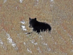 An injured black bear west of Calgary. Photo by Rob Evans