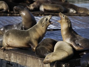 In this Oct. 15, 2010, file photo, sea lions bark at each other at Pier 39 in San Francisco.