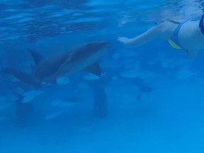 Sara Illig was bitten by a five-foot-long nurse shark during her recent Caribbean honeymoon. (YouTube/z c)