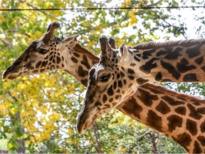 Giraffes Emara and Nabo are pictured in the file photo at the Calgary Zoo. Emara gave birth to a giraffe calf on Dec. 28 that passed away a short time later.