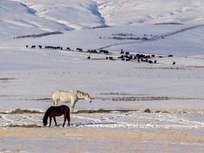 Horses and cattle in the snowy Porcupine Hills west of Stavely on Wednesday January 3, 2018. Mike Drew/Postmedia