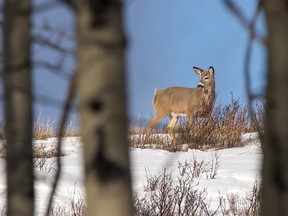 Whitetail deer on a windy ridge above the Crowsnest River at Burmis on Monday January 22, 2018. Mike Drew/Postmedia