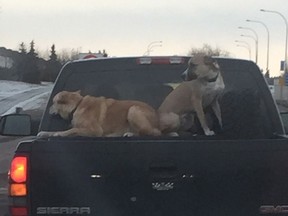 Two dogs are seen riding on top of a truck near Spruce Grove, Alta. in this undated handout photo.
