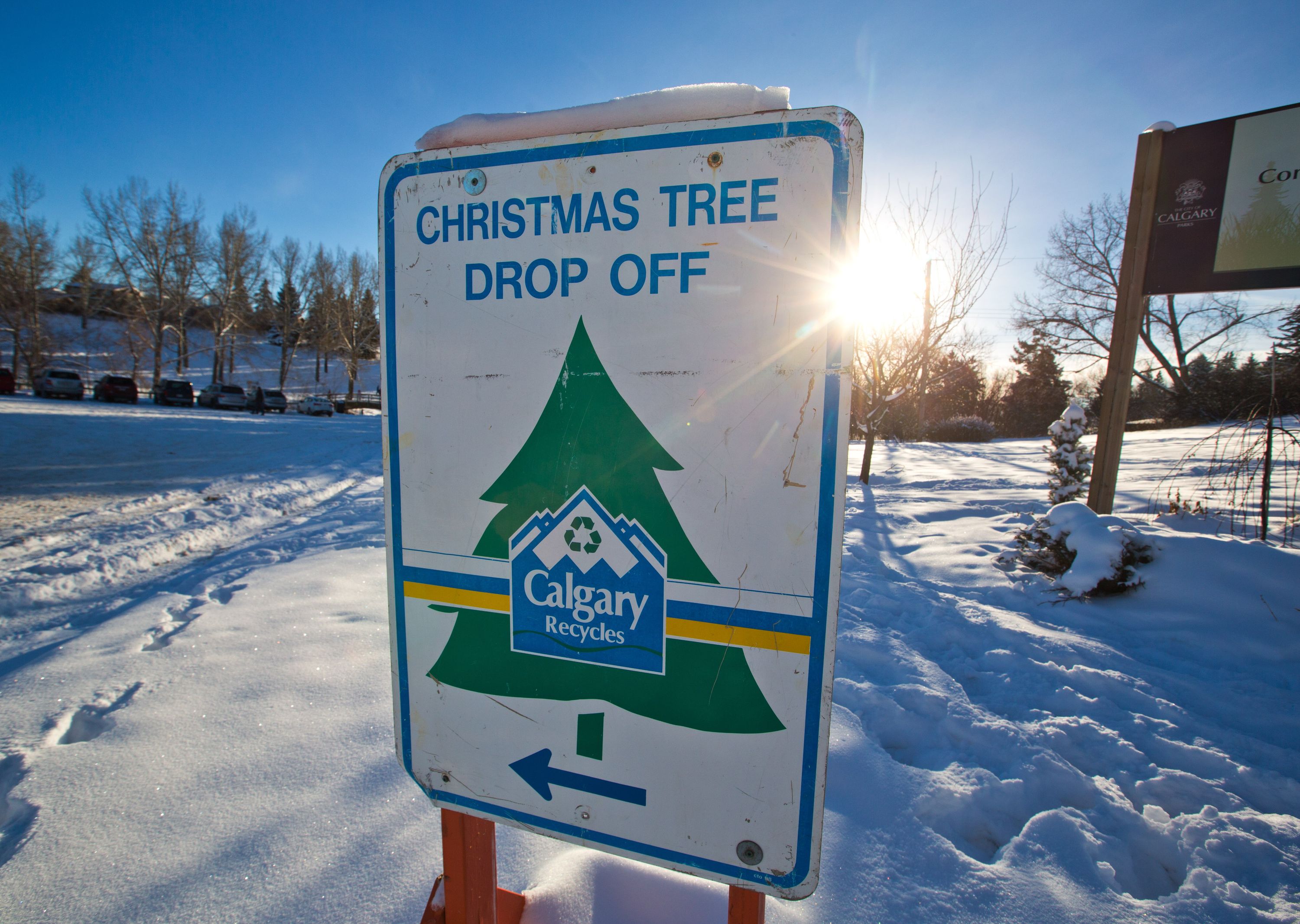 Put your Christmas tree in your green bin Calgary Sun