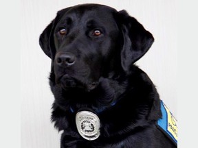 Calgary Police therapy dog Hawk.