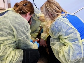 Calgary Humane Society staff work on one of 40 animals seized from a large rural property in southwest Calgary.