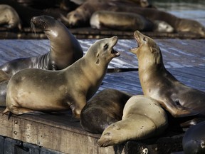 In this Oct. 15, 2010, file photo, sea lions bark at each other at Pier 39 in San Francisco. (AP Photo/Eric Risberg, File)