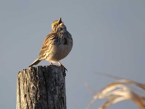A savannah sparrow sings its morning song near Blackie, Ab., on Tuesday May 12, 2015. Mike Drew/Calgary Sun/Postmedia Network ORG XMIT: POS1610111542279592