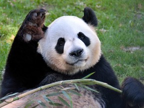 Da Mao, an adult male, and three other giant pandas will begin a five-year stay at Calgary Zoo in May.