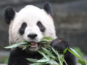 Er Shun, an adult female, and three other giant pandas will begin a five-year stay at Calgary Zoo in May.
