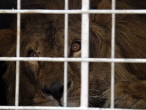 A lion named Saeed, who was rescued from Syria by the animal rights group Four Paws, is caged during its arrival at OR Tambo International airport in Johannesburg, South Africa.