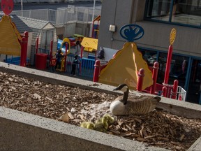 Canada goose and newly-hatched goslings by the southeast entrance to City Hall in Calgary, Ab., on Thursday April 21, 2016. The family will be relocated to the Bow River. Mike Drew/Postmedia