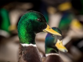 The green heads of mallard drakes that crowd the area on the edge of the Alyth rail yards where birds come to gorge on spilled grain on Sunday February 25, 2018. Mike Drew/Postmedia