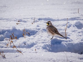 Horned lark in a field near Barons, Ab., on Tuesday March 6, 2018. Mike Drew/Postmedia