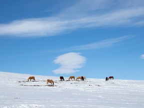 Horses look for grass where they can find it in the snowy springtime Porcupine Hills on Tuesday March 20, 2018. Mike Drew/Postmedia