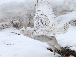 A snowy owl flies free after being released at the Alberta Institute for Wildlife ConservationÕs wildlife hospital north of Calgary on Thursday March 29, 2018. After 46 days in care, the snowy owl which had flown into a powerline and suffered from soft tissue damage and trauma to both eyes, was ready to go back to the wild.