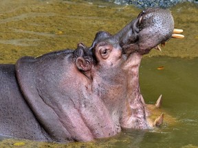 Karthik, a 27-year-old hippopotamus, opens its mouth in its enclosure at the Bannerghatta Biological Park in Bangalore, India on Feb. 9, 2018.