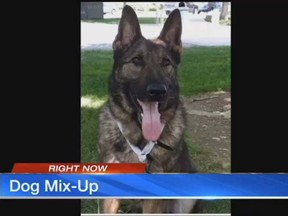 Irgo, a 10-year-old German shepherd, was mistakenly flown to Japan instead of Kansas City, Mo. (KCTV screengrab)