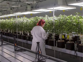 An employee is pictured in the "grow room," at Scientus Pharma, a biopharmaceutical company focused on medicines based on cannabis, at their their facility in Whitby, Ont.