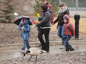 A family walks through the falling snow past a foraging Canada goose at the Easter Eggstravaganza at the Calgary Zoo in Calgary, Alta., on Friday April 18, 2014. Mike Drew/Calgary Sun/QMI Agency