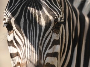 A zebra is pictured at Salvador's National Zoo.