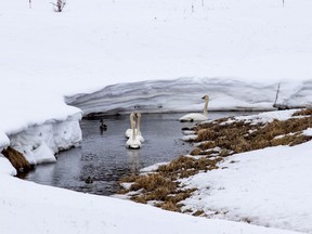 Trumpeter swans north of Chain Lakes on Tuesday April 10, 2018.