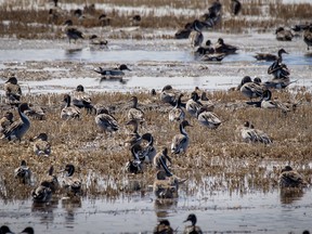Pintail ducks in a flooded field west of Barons, Ab., on Tuesday, April 17, 2018. Mike Drew/Postmedia