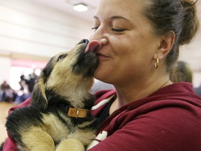 CALGARY, AB: AUGUST 29, 2010-- Volunteer Tamara Fusick got a kiss from an 8-week-old puppy named Pansy during an adopt-a-thon at the Marlborough Park Community Association on August 29, 2010. Five different agencies gathered to hold the adoption day to help find dogs and cats new homes in Calgary. (Colleen De Neve / Calgary Herald) (For City section story by NONE) 00029049A