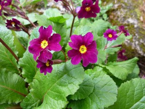 Perennial garden