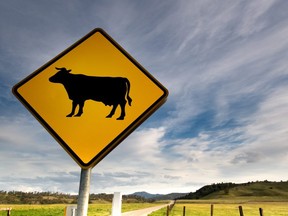 In this stock photo, a cautionary bull crossing sign lines a rural road.