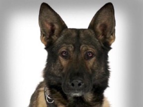 Jester the police dog is shown in a Calgary Police Service handout photo. Calgary police say one of their dogs with the K9 unit that was stabbed in the line of duty is doing better. THE CANADIAN PRESS/HO-Calgary Police Service